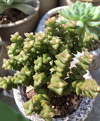 ��ȫ���ĵı����� �������������� ������