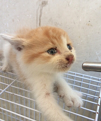 ��û������С��è�ģ����