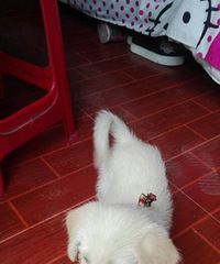 ������ʿ����ߡ���