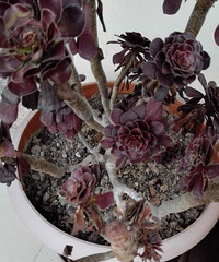 ��������ĺڷ�ʦ��ô����