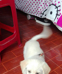 ���鲻����