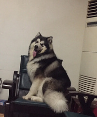 对外借配