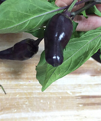 �����ֵ���������  �ܳ���