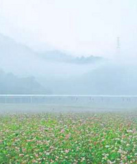 抓住荞麦花的尾巴尖!去仙居勇敢滴做一回花仙子吧!