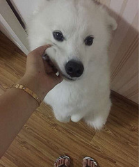 ��¶����