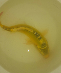 ����ʲô�㣿