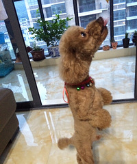 ������¶����