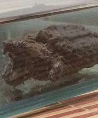 �������֪������