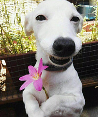 93���������� 165cm ���� ��ʽ�� ���˶�