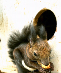 ��Ϣ��®ʫ�ݡ�����˫���ƣ���������Ѿ����