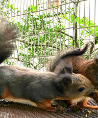 ��Ϣ��®ʫ�ݡ�����˫���ƣ���������Ѿ����