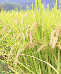 金灿灿稻谷  好多年没有见过了