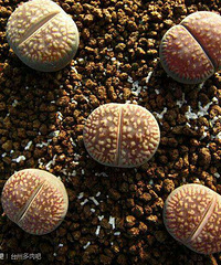 ������Ϯ������ƨƨ