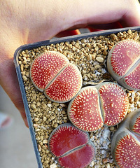 ������Ϯ������ƨƨ