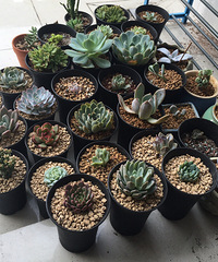 ����Ʊ�������ͨ����Ҳ���������������⡣