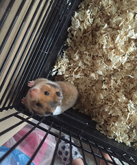 ����˿��