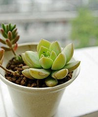 ��Ʊ���