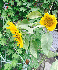 ��Ʊ��������ơ�