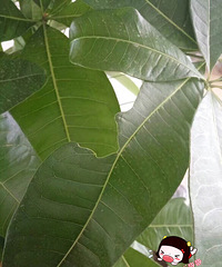 �ҵķ���������������