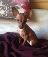 ��ȮС�߳�¶��