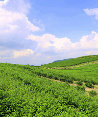 台州香格里拉 兰田风光无限好