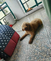 �³�Ա����