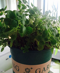 ����Ʊ���������