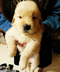 �����ۡ���ë������һ�������Ѵ�һ������