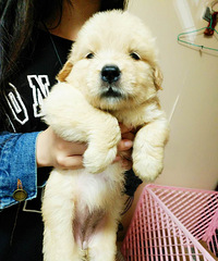 �����ۡ���ë������һ�������Ѵ�һ������