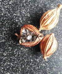 ����ʲô  ֻ֪���ǵ�ζ��