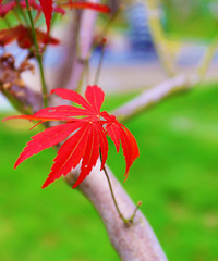 秋天,枫叶红又红
