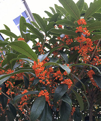 ����һҹ�����  ǧ�������𻨿�