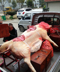 Ƹ����������ν������Ů���þ���