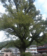 古树欣赏  永嘉县沙头鱼田村