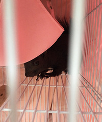 �����ֵ�ħ�����ҳɲ�ʺ��