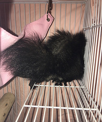 �����ֵ�ħ�����ҳɲ�ʺ��