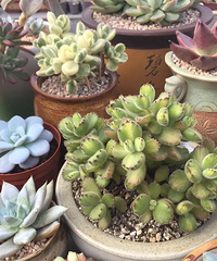 ̨�������ڵĶ�����������