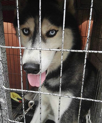 ��ë���������󷽷�