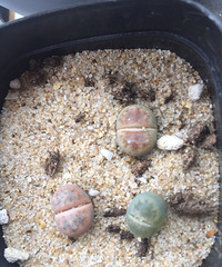 ����ʯ����