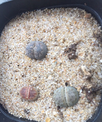 ����ʯ����