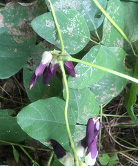 ����ʲô��  �ܲ��ܳ�