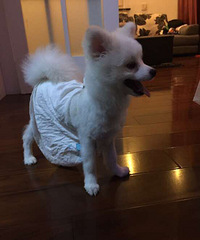 ����С���ڵ���