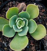 ��Ʊ���