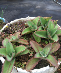 ��Ʊ� ��̨�ϵ�