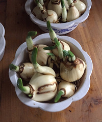 ��ˮ�ɻ���