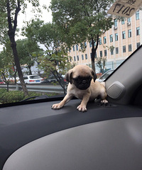 �Լ��������Сĸ�͸����