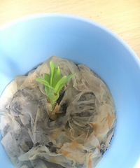 ʲô������