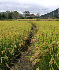 沈岙象岙自由行 走古道 观山色 赏湖光