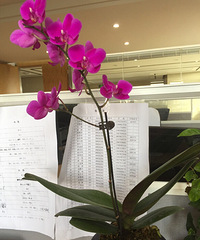 �ÿ��ĺ�����