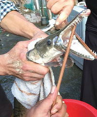 ���������ˣ��㽭һˮ�⾪�֡�ʳ���㡱 ���о綾�������˰�